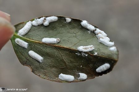 Cochenilles pulvinaires sur camélia