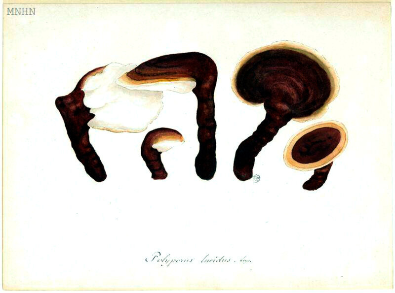 168 Polyporus lucidus Ganoderma lucidum