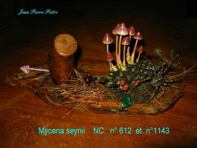Mycena seynii n°612 et n°1143
