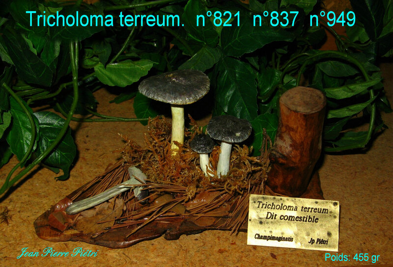 Tricholoma terreum S