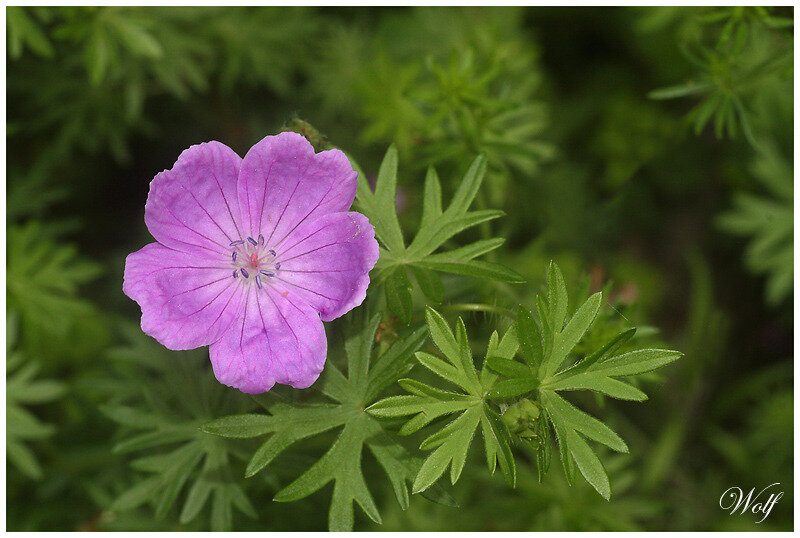 geranium-sanguineum-20-01