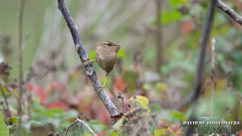 Troglodyte mignon (Troglodytes troglodytes - Eurasian Wren)