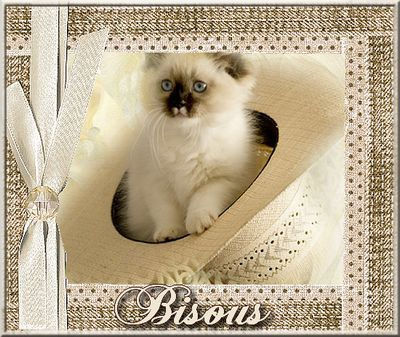 7___BISOUS_CHAT_BLANC