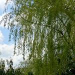 a a a printemps-005