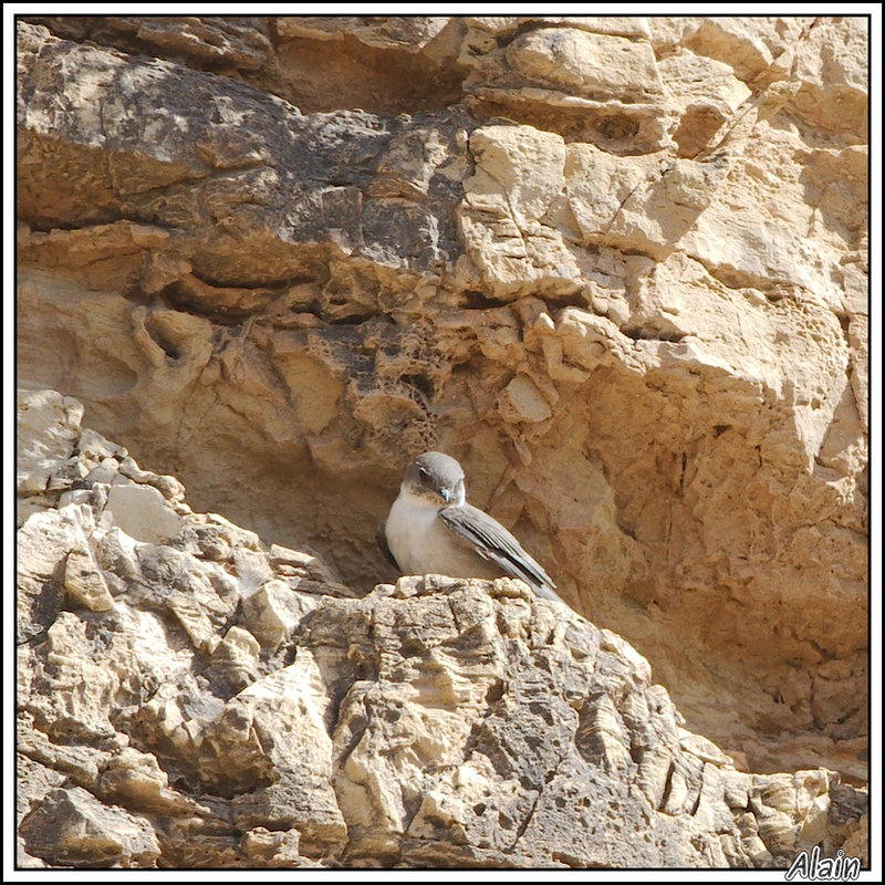 Hirondelle de rochers