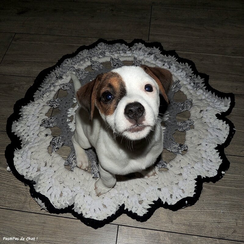 uccarpet-07-01