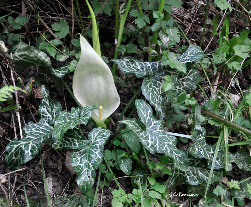 Arum italicum