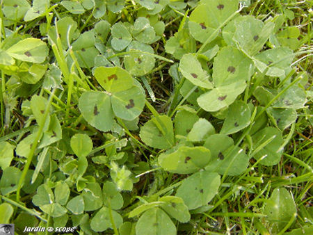 Luzerne_Medicago_arabica
