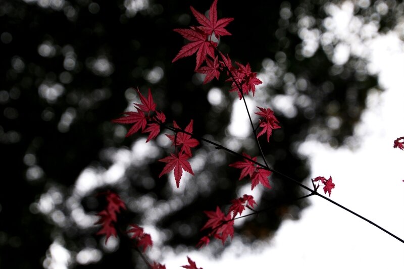 4W7A6994cor