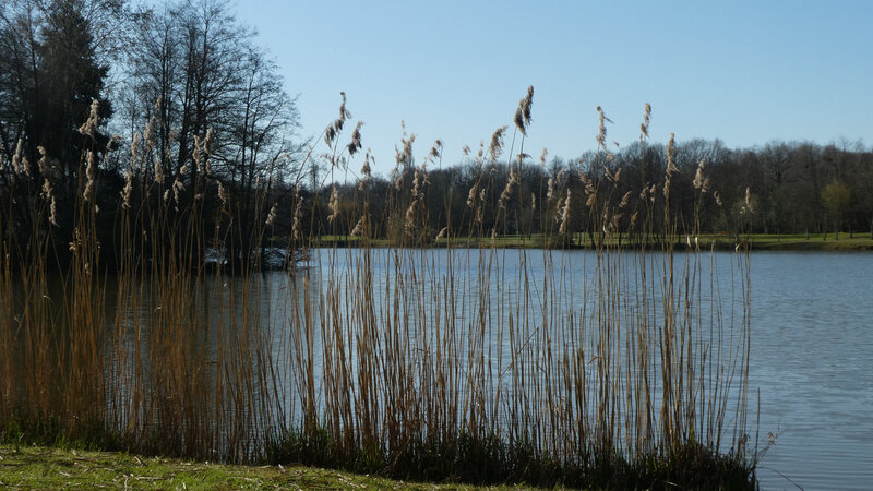 30 mars 2021 Toucy étang (14)