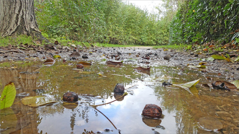 Chemin flaques noix 041122 ym 4