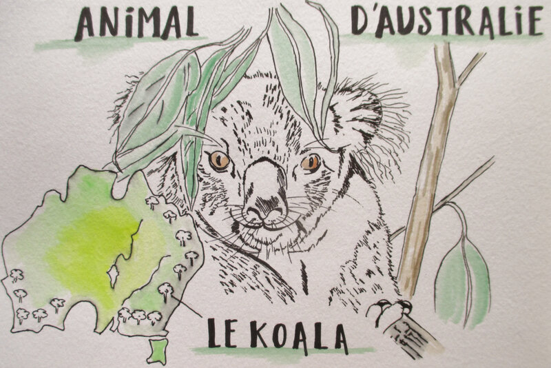 DD n°210 (un animal d'Australie)