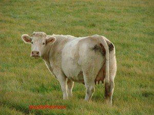 vache_dans_herbe