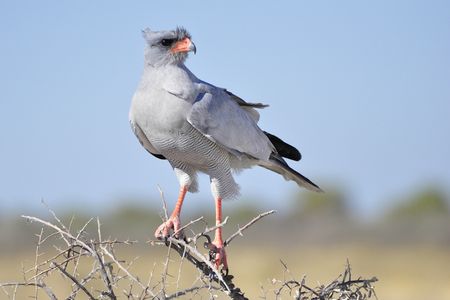 Autour chanteur pâle, parc d'Etosha, Namibie