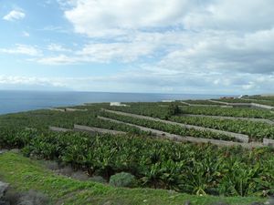 2012-11-28 (55)Las plantations de bananiers- Près de san Juan