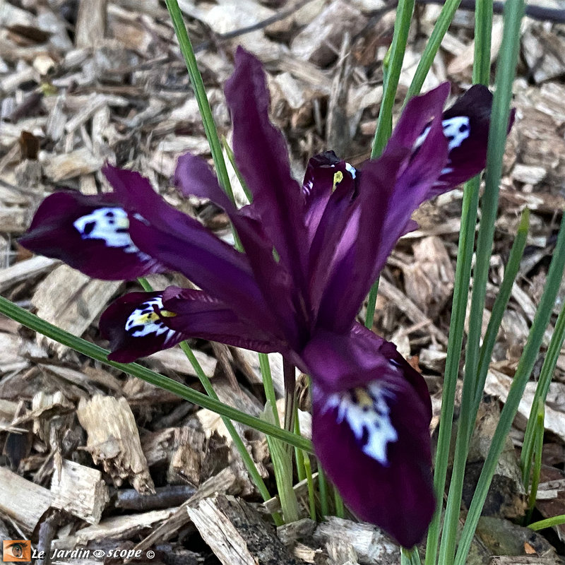 Iris-réticulata-Pauline