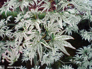 9412_Acer_palmatum