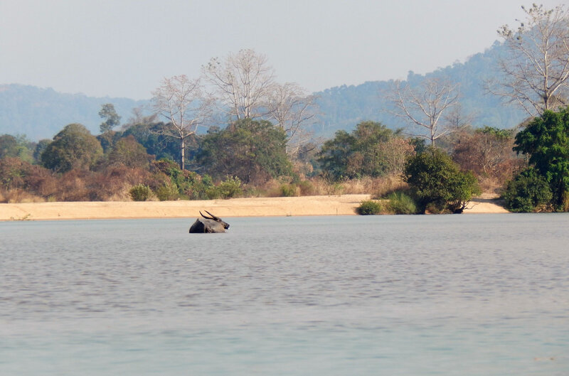 CB_20200213_trek jungle 33_water buffalo Tonle San River