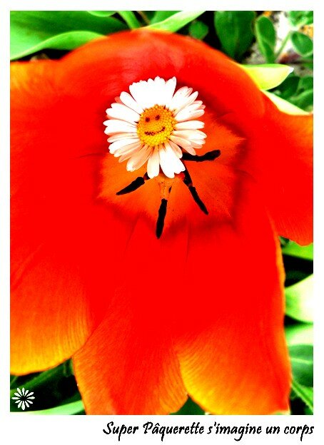 5_tulipe