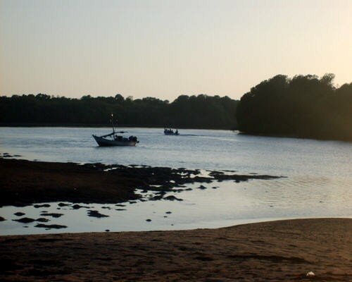 mangrove_au_cr_puscule