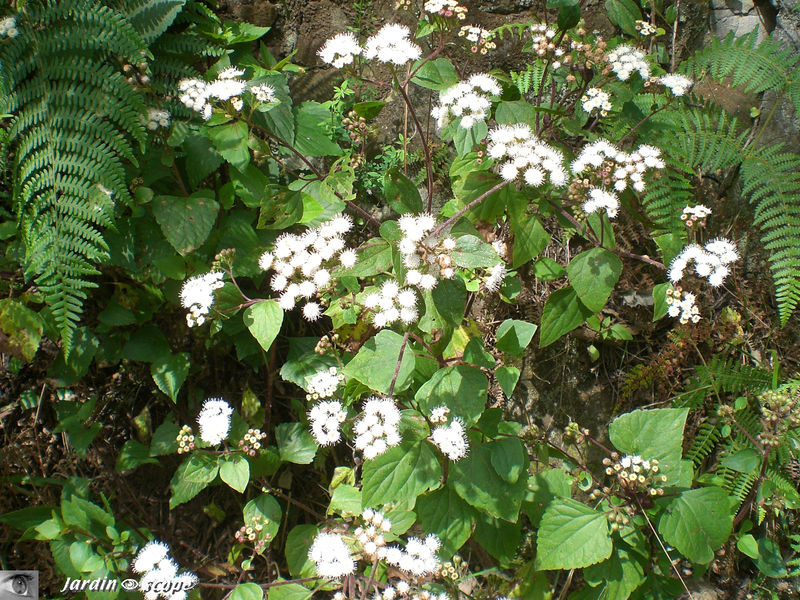 9032-Ageratina-adenophora