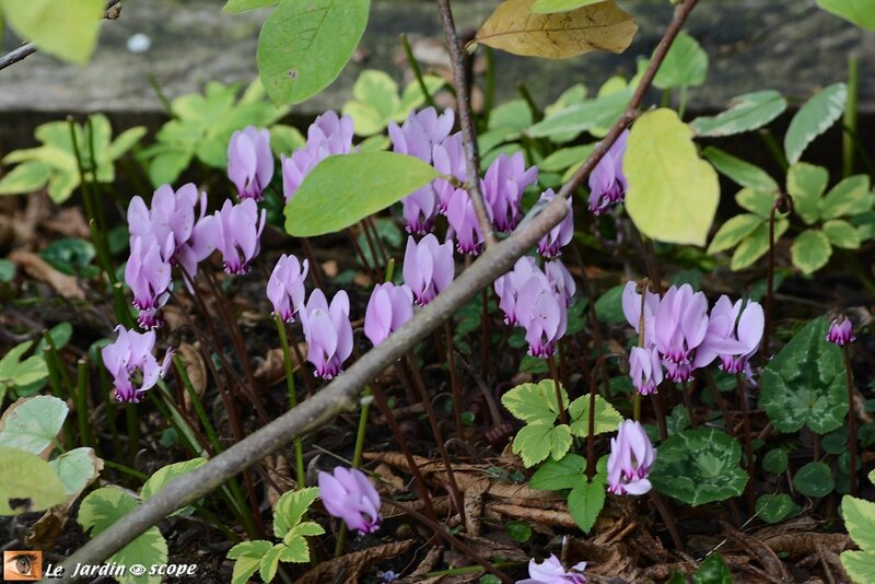 Cyclamen