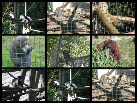 zoo_de_beauval2