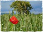 coquelicot blé mai 2016 045