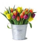 tulipes