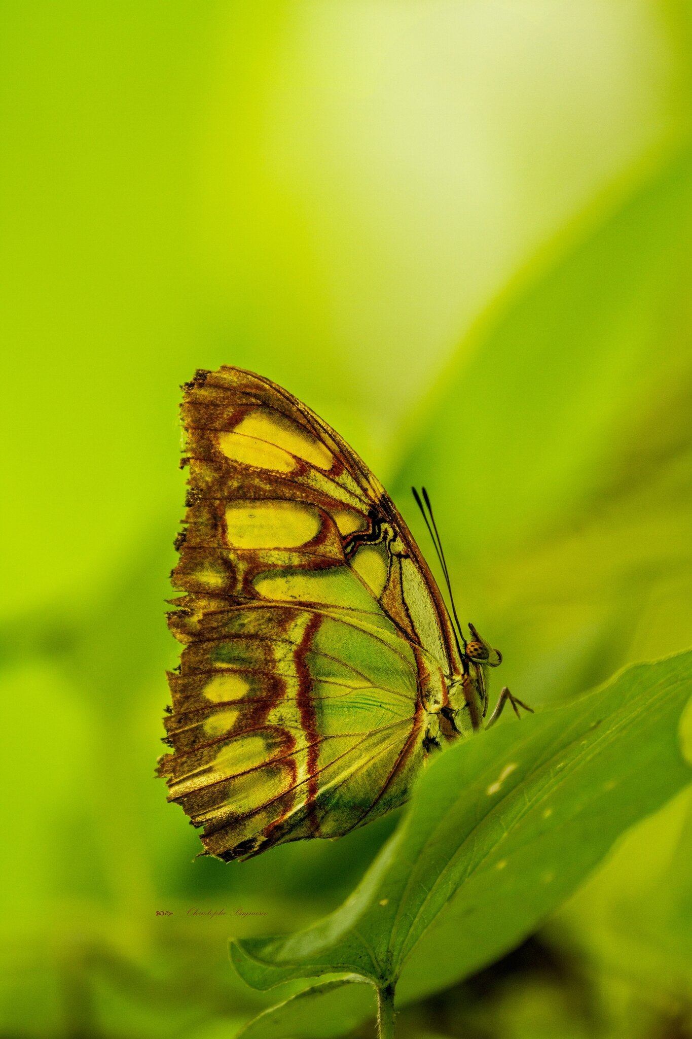 Ailes de feuille