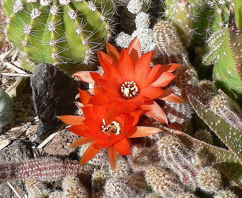 cactus