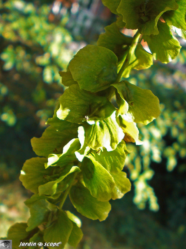 La fructification du Pterocarya fraxinifolia • F/ Juglandaceae