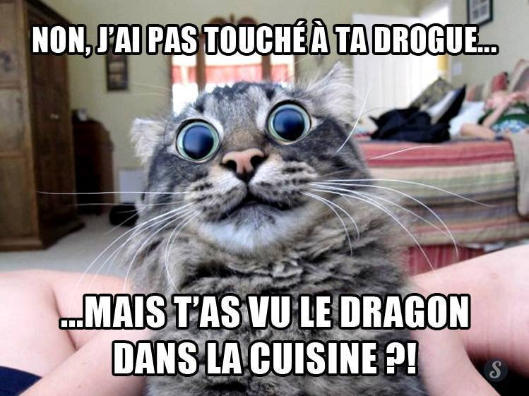 chat_drogue