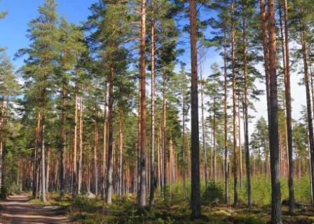 Forest-services-Storaenso