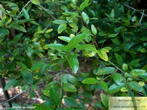 7388_Ilex_vomitoria