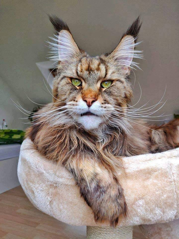 chat-maincoon
