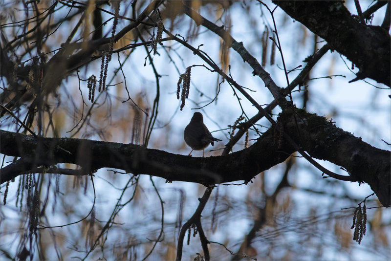 Oiseau Bouscarle de Cétti 200223 1