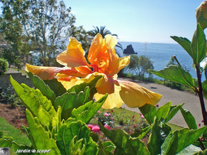 8831_Rose_de_Chine