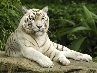 Jung-anim-sauv-Tigre blanc