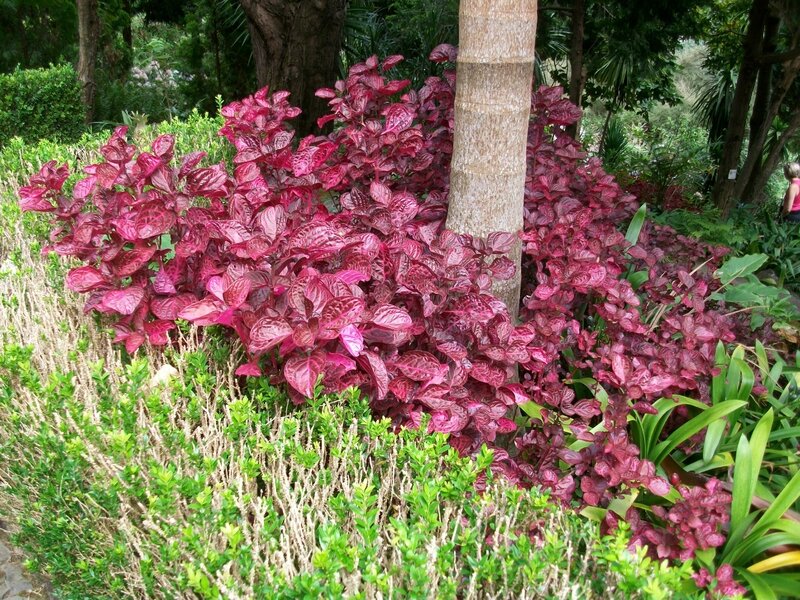 Feuilles colorées