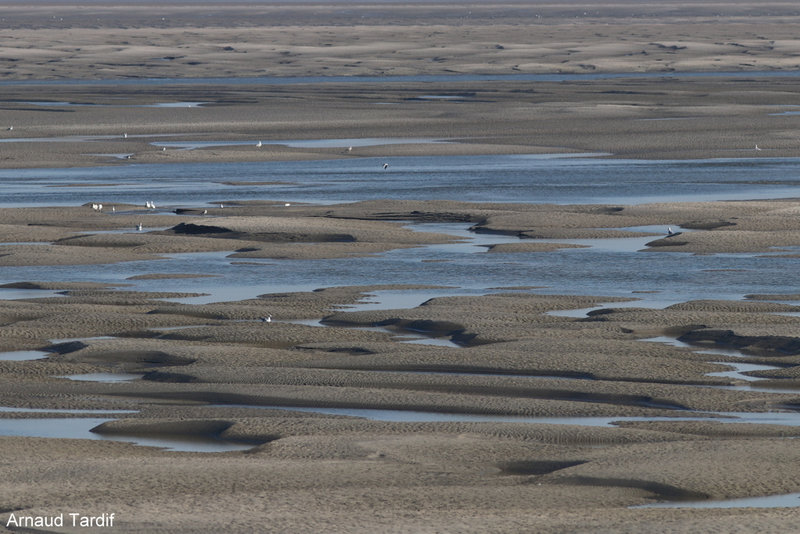 003741 Baie de Somme Septembre 2021 - La Pointe du Hourdel