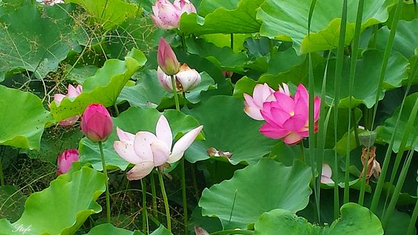 fleurs lotus(8)