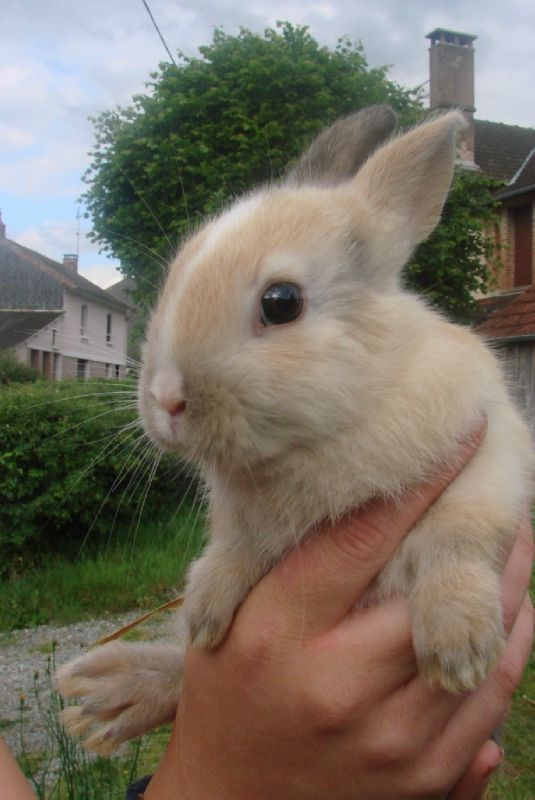 lapin 9