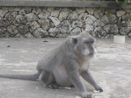 Bali_August_2008_250