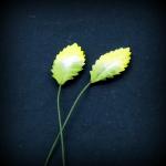 feuilles de roses petit jaune vert