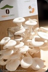 Permafungi2-10