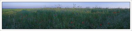 bleuets_coquelicots_pano_220510