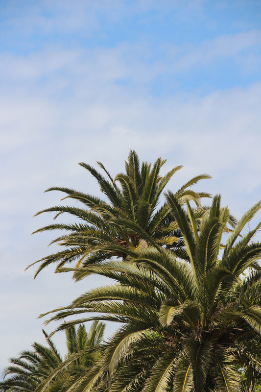 palmiers