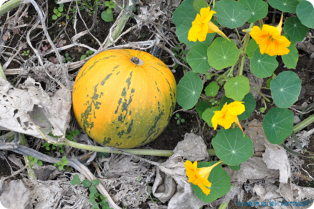 Courge H3