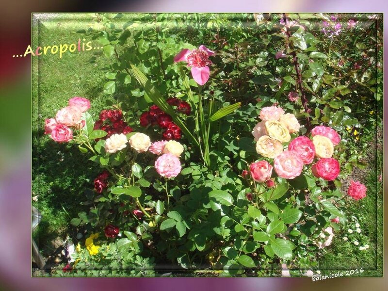 balanicole_2016_11_les nouveaux rosiers de balanicole_A comme Acropolis_14
